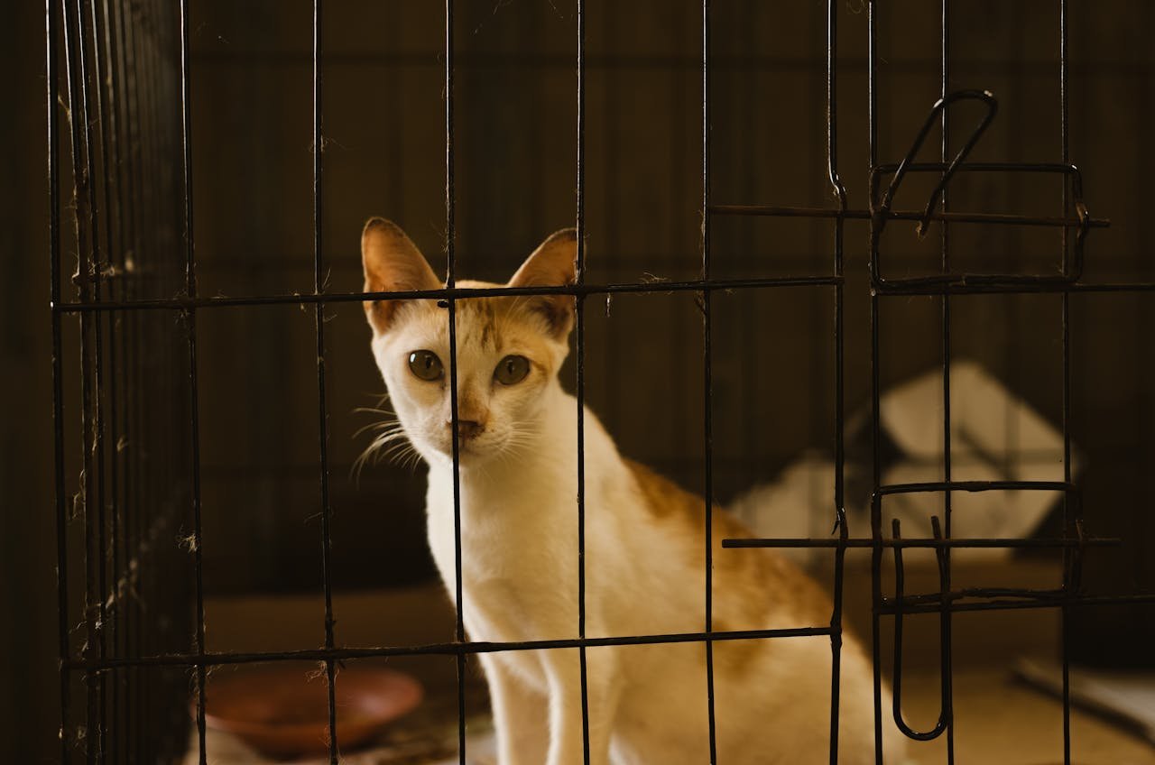 Adorable kitten sitting in a metal cage at a shelter, looking intently.